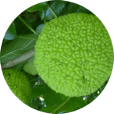 Экстракт ягеля