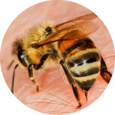 Экстракт конского каштана